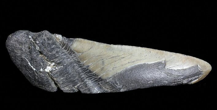 Fossil Megalodon Tooth Paper Weight #70545